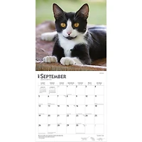 Tuxedo Cats 2027 Wall Calendar