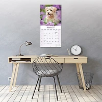 Norwich/Norfolk Terrier 2027 Wall Calendar - Online Only