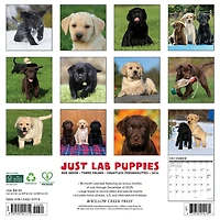 Just Lab Puppies 2026 Wall Calendar