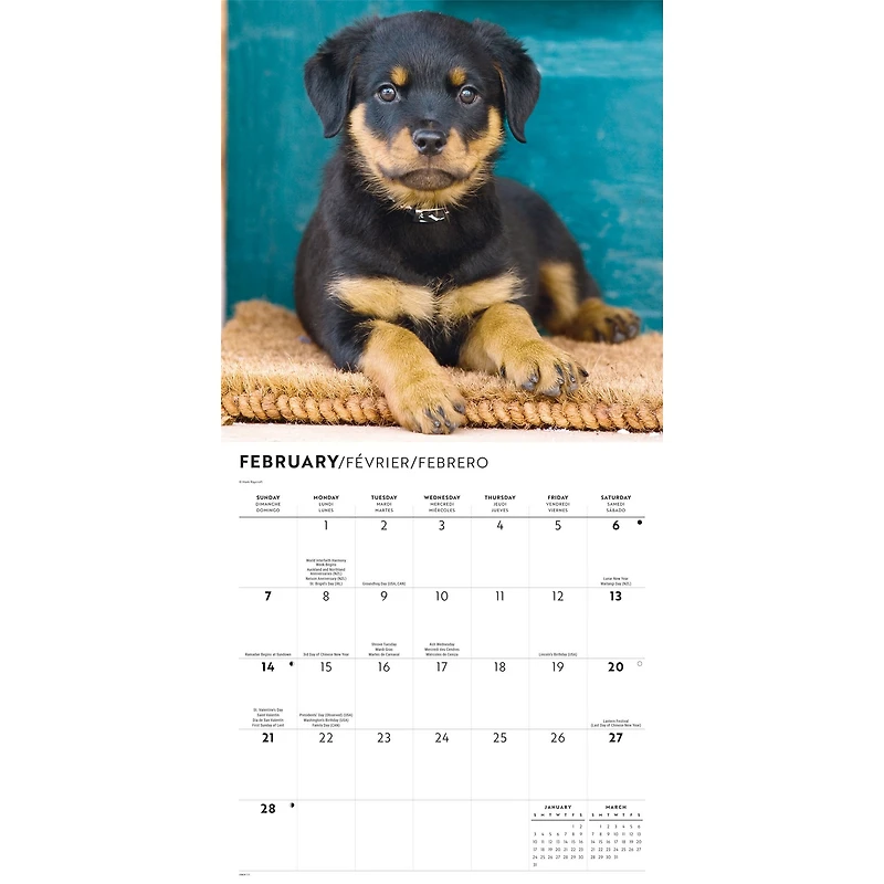 Rottweiler Puppies 2027 Wall Calendar