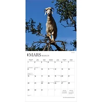 Des Chèvres Dans Des Arbres 2026 Wall Calendar (French)