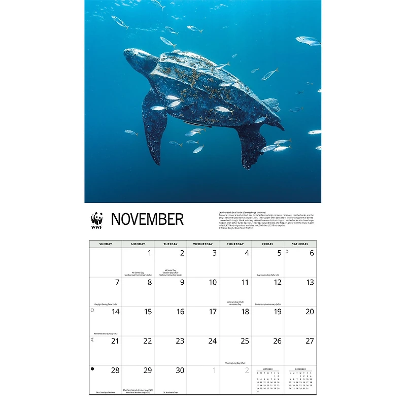 World Wildlife Fund Sea Turtles 2027 Wall Calendar