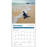 Sea Turtles 2027 Mini Calendar