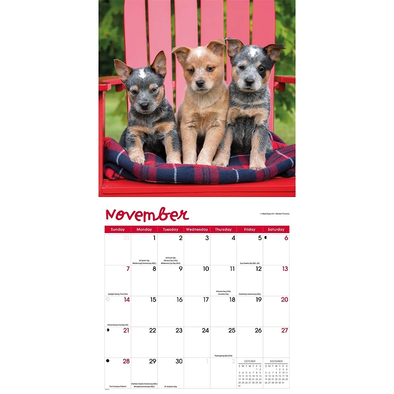 Puppies 2027 Wall Calendar