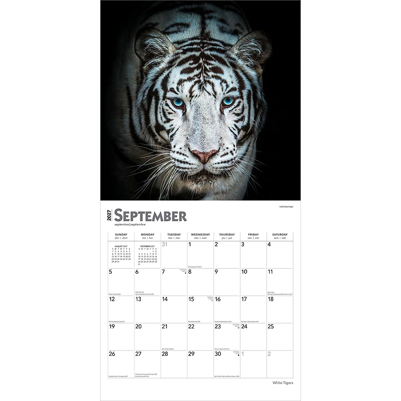 White Tigers 2027 Wall Calendar