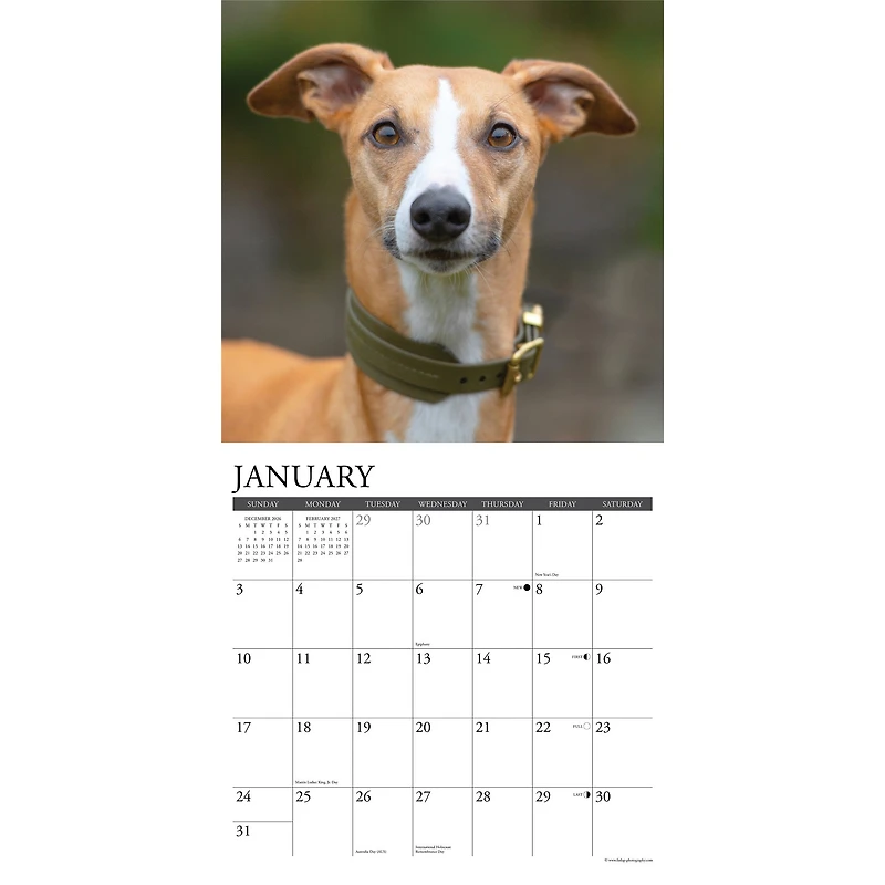 Whippets 2027 Wall Calendar