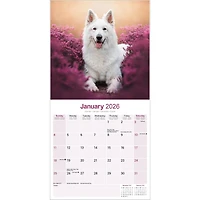 White Shepherd 2026 Wall Calendar