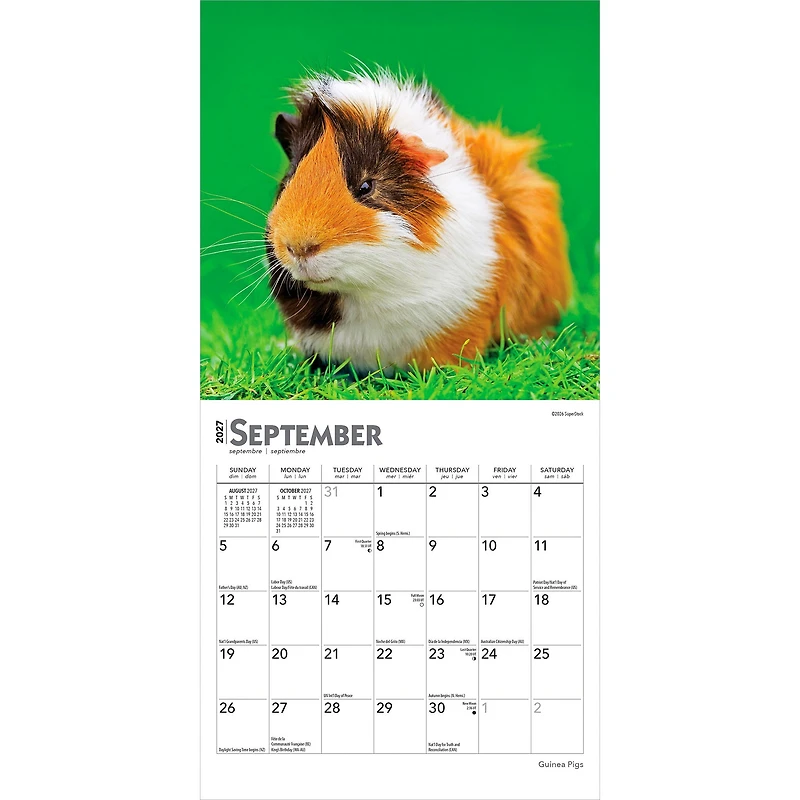 Guinea Pigs 2027 Mini Calendar