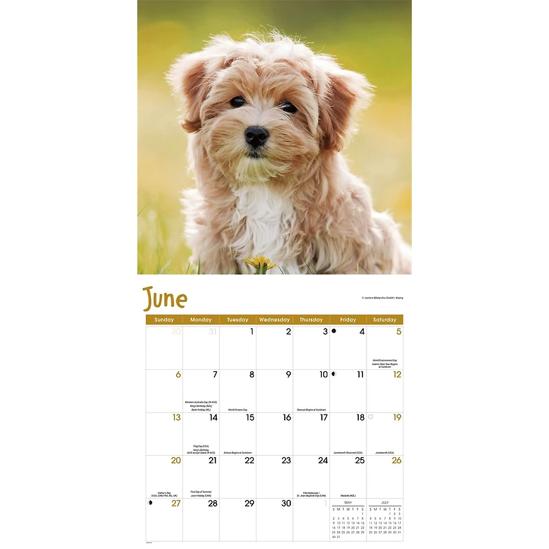 Puppies 2027 Wall Calendar