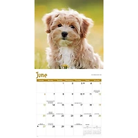 Puppies 2027 Wall Calendar
