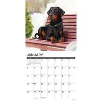 Just Doberman Pinschers 2026 Wall Calendar - Online Only