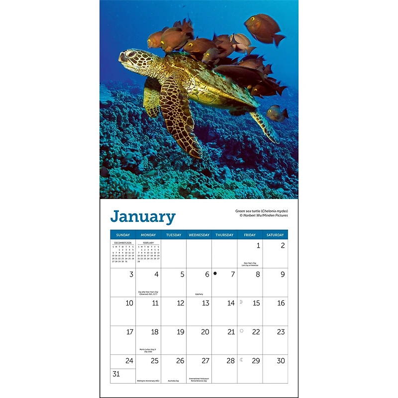 Sea Turtles 2027 Mini Calendar