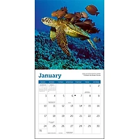 Sea Turtles 2027 Mini Calendar