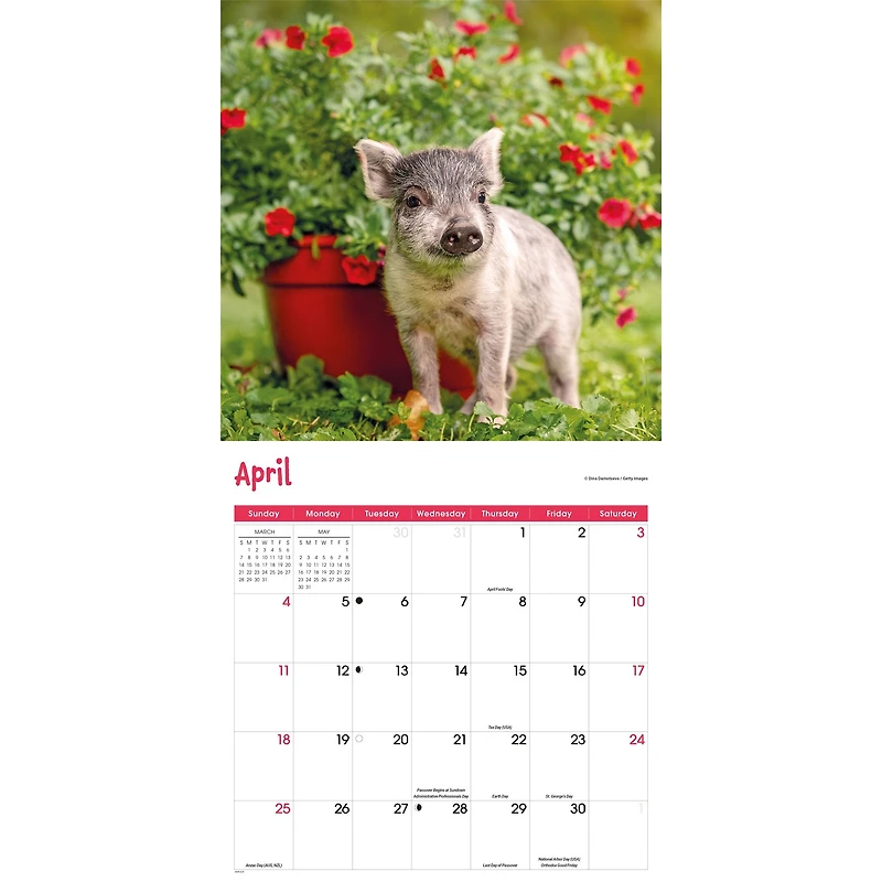 Mini Pigs 2027 Wall Calendar