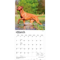Rhodesian Ridgebacks 2027 Wall Calendar