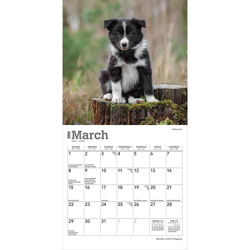 Border Collie Puppies 2026 Mini Calendar