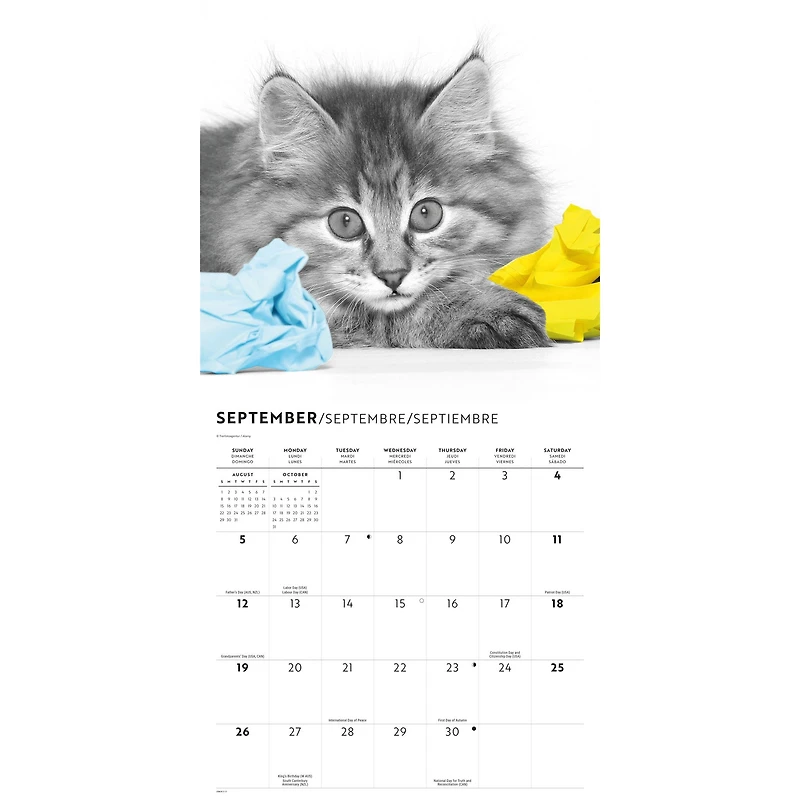 Cats 2027 Wall Calendar