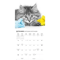 Cats 2027 Wall Calendar