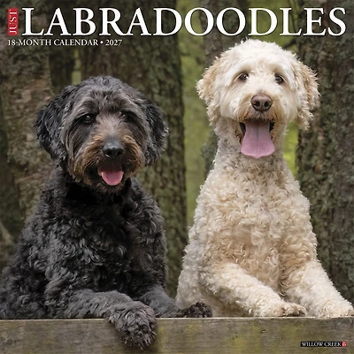 Labradoodles 2027 Wall Calendar