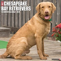 Just Chesapeake Bay Retrievers 2026 Wall Calendar