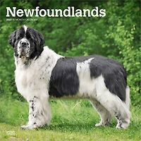 Newfoundlands 2027 Wall Calendar