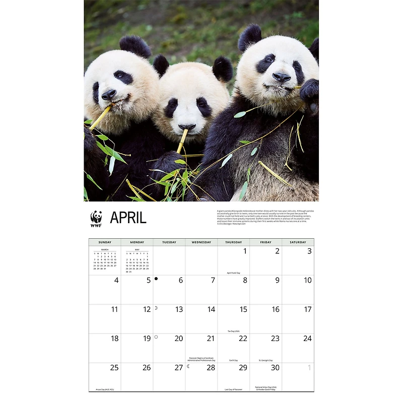 World Wildlife Fund Giant Pandas 2027 Wall Calendar