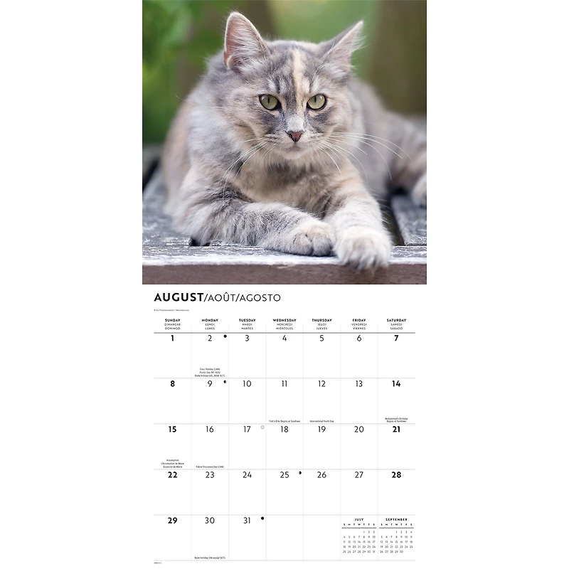 Love of Cats 2027 Wall Calendar