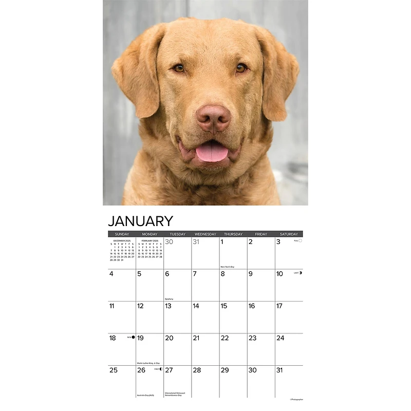 Just Chesapeake Bay Retrievers 2026 Wall Calendar