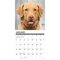 Just Chesapeake Bay Retrievers 2026 Wall Calendar