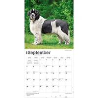 Newfoundlands 2027 Wall Calendar