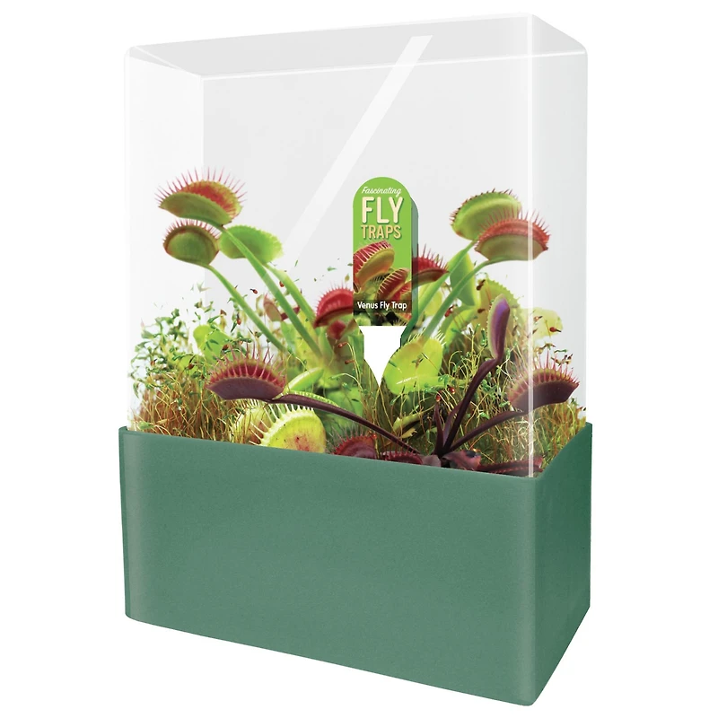 Fascinating Flytrap Seed Square