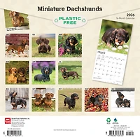 Miniature Dachshunds 2026 Wall Calendar
