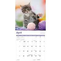 Curious Kittens 2027 Wall Calendar
