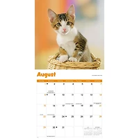 Curious Kittens 2027 Wall Calendar