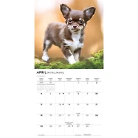 Chihuahua Puppies 2027 Mini Calendar
