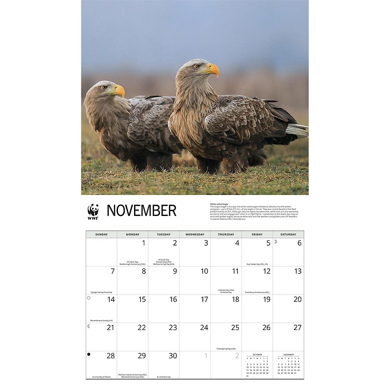 World Wildlife Fund Eagles 2027 Wall Calendar