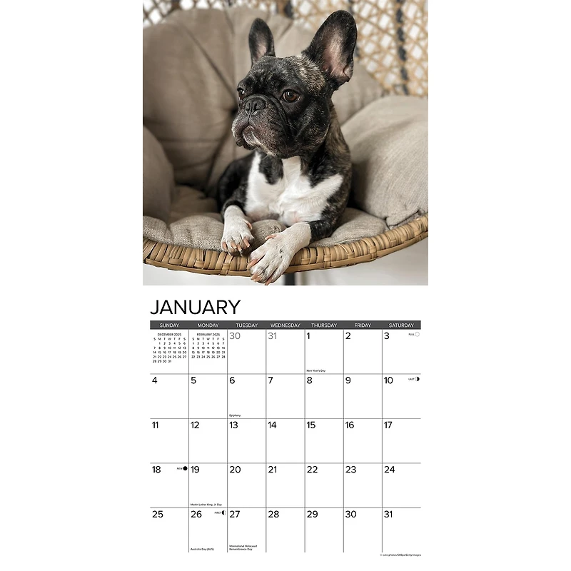 Just French Bulldogs 2026 Wall Calendar