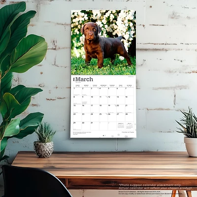 Chocolate Lab Puppies 2026 Wall Calendar