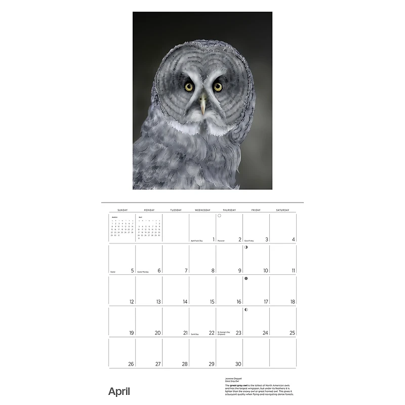 Owls Jeannine Chappell 2026 Wall Calendar