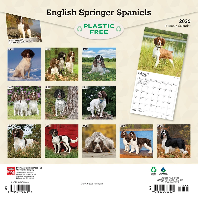 Springer Spaniels English 2026 Wall Calendar