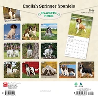 Springer Spaniels English 2026 Wall Calendar