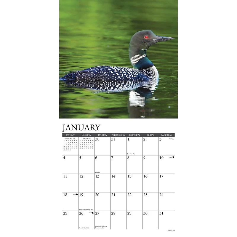 Loons 2026 Wall Calendar - Online Only