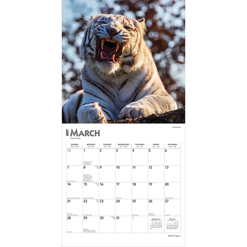White Tigers 2027 Wall Calendar