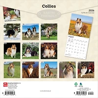 Collies 2026 Wall Calendar