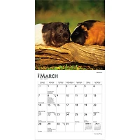 Guinea Pigs 2027 Mini Calendar