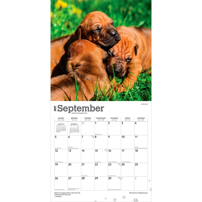 Rhodesian Ridgebacks 2027 Wall Calendar