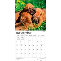 Rhodesian Ridgebacks 2027 Wall Calendar