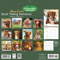 Nova Scotia Duck Tolling Retriever 2027 Wall Calendar