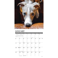 Just Whippets 2026 Wall Calendar