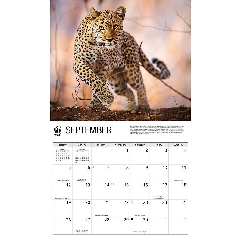 World Wildlife Fund Wild Cats 2027 Wall Calendar